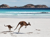 A kangaroo Macropus Rufus and joey in western Australia by Gordon Fellows x