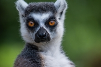 A lemur and its beautiful big eyes 