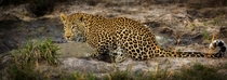A Leopard drinking some water at sunset near Kruger Park in South Africa 