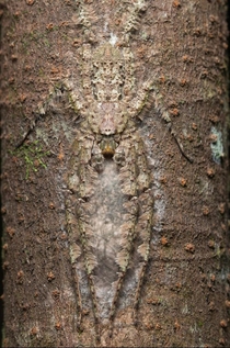 A Lichen Huntsman spider Pandarcetes gracilis