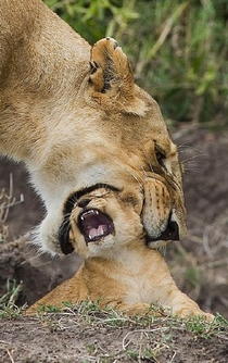 A lion cud doesnt like the idea of mom picking it up by her mouth 