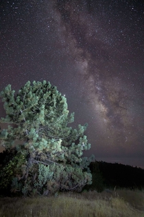 A lit-up pine tree under a dazzling starry sky Central California  instagram shotsbyliam_