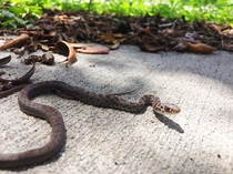 A little corn snake chilling on the sidewalk 