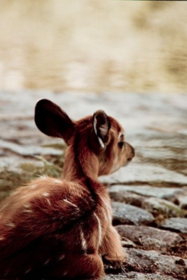 A little fawn sitting by a creek x-post from rawwducational 