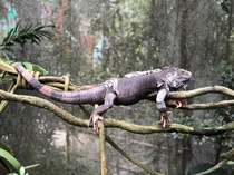 A lizard I found in Singapore Zoo OC