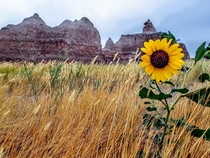 A lone sunflower braving life in the Badlands of South Dakota USA 