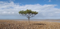A lone tree Claireview Beach Australia  x