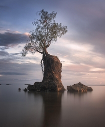 A lone tree Guam 