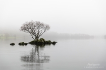 A lone tree in the mist on Coniston Water The English Lake District 