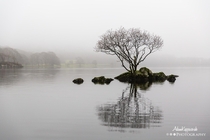 A lone tree in the mist on Coniston Water The Lake District 