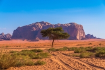 A lone tree in Wadi Rum Jordan 
