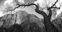 A Lone Tree in Zion National Park Utah 