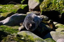A lonely baby seal on the coast of Estonia 