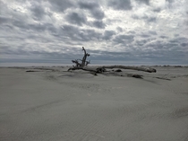 A lonely piece of driftwood near Little Tybee Island Georgia 