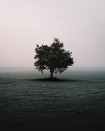 A lonely tree in Minnesota 