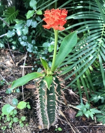 A Madagascan spurge Euphorbia viguieri 