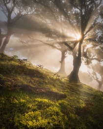 A magical moment in the beautiful Fanal forest on Madeira Portugal  Insta alex_lauterbach
