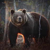 A magnificent photo of a bear in Oulanka national park Finland