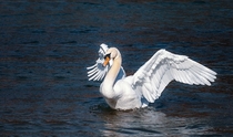 A majestetic white swan is posing for my lense -