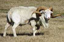 A majestic old texas dall ram 