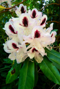 A Majestic Rhododendron