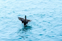 A male Mallard Anas platyrhynchos spreading his wings 