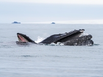 A Mama Humpback Whale Right teaches her Calf Left how to feed on Krill