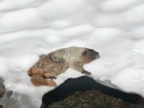 A marmot cooling off on a hot summer day at Mount Rainier National Park 
