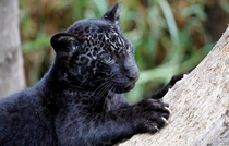 A melanistic jaguar cub 