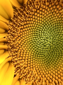 A mesmerizing close up of a sunflower