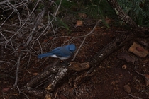 A Mexican Jay along the Emory Peak Trail Big Bend NP Texas 
