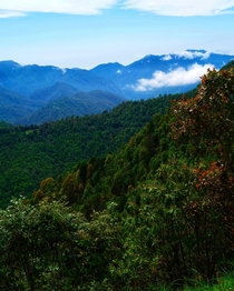 A Mixed Forest in the Himalayan Foothills India 
