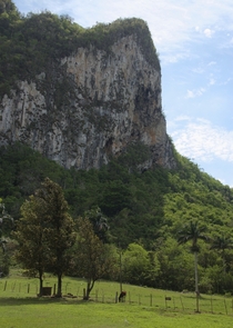 A Mogote in the Vinales Valley of Cuba horse for scale 