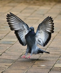A moment before it landed Pigeon