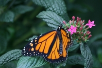 A Monarch butterfly on pink little flowers