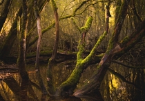 A mossy log Doune Ponds Scotland 