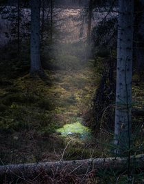 A mossy pond - Loch Ard Forest Scotland 