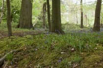 A mossy verge in Buckinghamshire  OC
