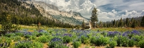 A mountain pass meadow above Cathedral Lake - Yosemite National Park CA 