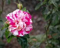 A multi-colour Rose OC 