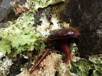 A mushroom and some lettuce lichen in Olympic National Park 