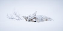 A napping snow covered coyote in Yellowstone National Park