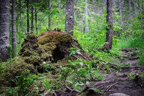 A Natural Hobbit Hole - Corner Brook Newfoundland 