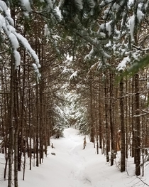 A New Years Day hike in the Maine woods 