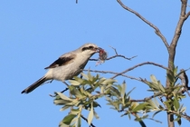 A Northern Shrike aka Butcher Bird with the severed leg of a smaller songbird 