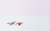 A pair of foxes by Hiroki Inoue 