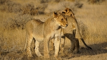 A pair of lions Etosha Namibia Photo credit to Sean Robertson