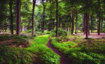 A path into the woods Lage Vuursche Holland 