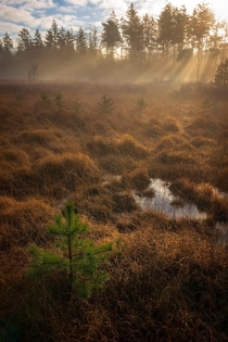 A peaceful morning in the fens in the Netherlands 