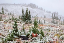 A perfect meeting between fall and winter at the aptly named Paradise Mt Rainier 